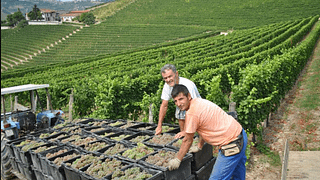 Azienda Agricola Bricco Maiolica