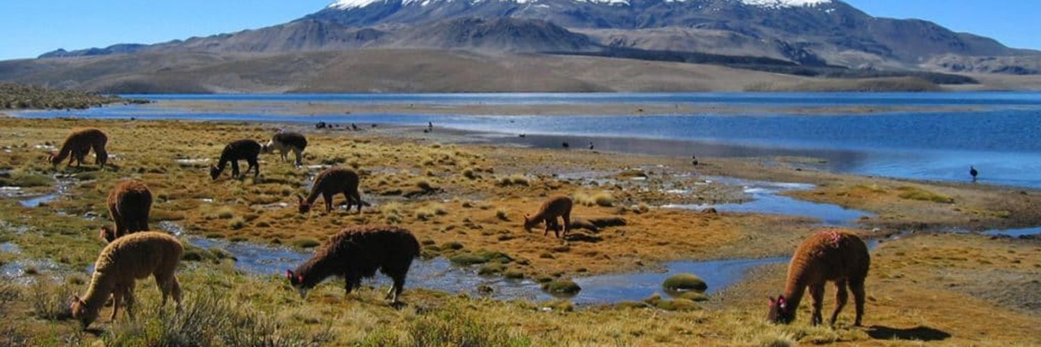 lamas-i-maipo-chile_jbkz4p