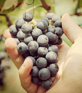 Wine Tasting and Tour at Weingut Obermoser