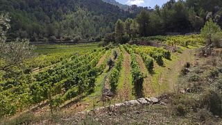 VISITA DI SON VICH - BODEGA SON VICH DE SUPERNA