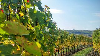 Tour exclusivo de vinhos em Franciacorta saindo de Milão: degustação e refeição de três pratos