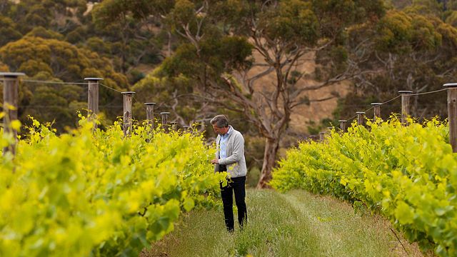 Visita alla cantina e alla tenuta Islander Estate Vineyards