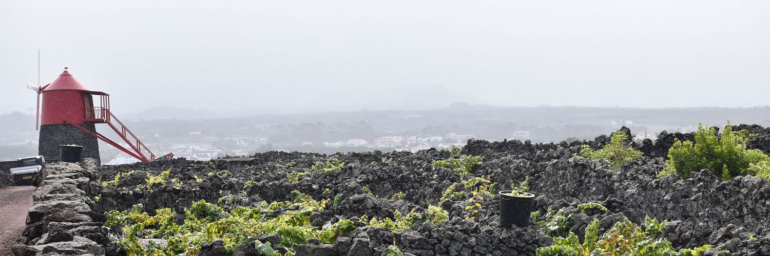 Pico Wines 4