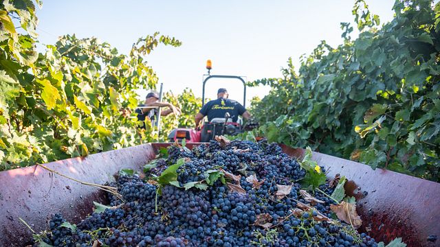 Torleanzi Wine Experience - geführte Weinprobe, Spaziergang durch die Weinberge und die historische Masseria