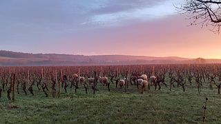 Vinprovning på Vignoble Demois