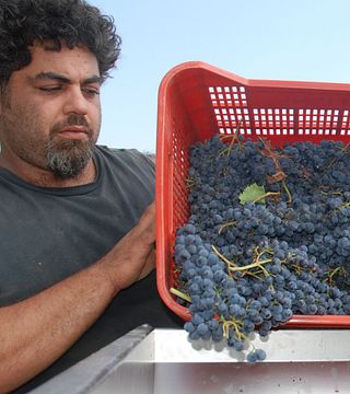 Tuscan Red Wine & Vineyard Tour at Tenuta Montiani