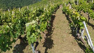 Adega Tear: A Family Winery in Galicia