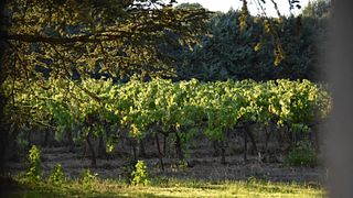 Château Saint-Pierre De Mejans: A Timeless Winery Experience