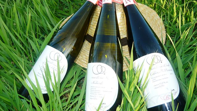Degustazione vini con cena e degustazione in cantina