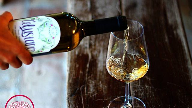 Dégustation de vins et visite du Rio Maggio