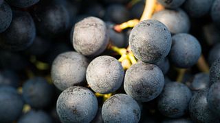 Degustazione di vini e tour popolari allo Chateau Siaurac