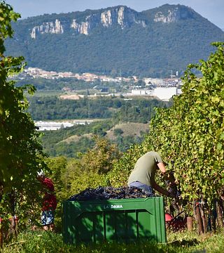 Vertical de Amarone