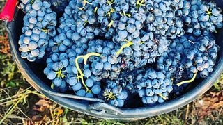 L'esperienza immobiliare del Domaine Des Peyre