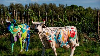 Weinprobe und Tour im Tenuta Mara