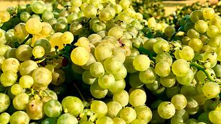 Tour e degustação de vinhos no Weingut Bärmann
