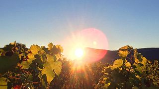 Weinprobe und Führung im Château de Valflaunès