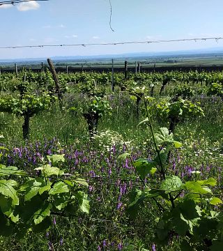 Degustação de vinhos e tour em Wimmer Czerny