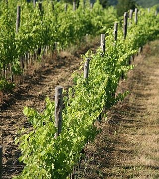 Il Cocco Winery