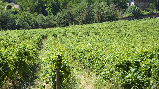Campania Vineyard Jeep Tour & Wine Tasting