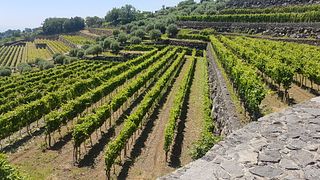 Découverte de l'Etna et dégustation de vins avec une visite guidée
