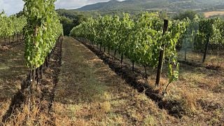 Premium vinprovning och rundtur på Terramante Winery