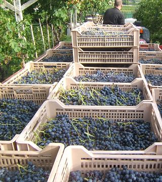 Esperienza dell'Amarone ai Fratelli Vogadori