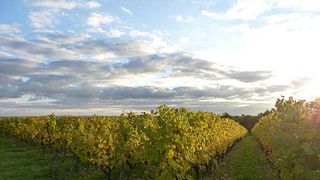 Domaine Blouin