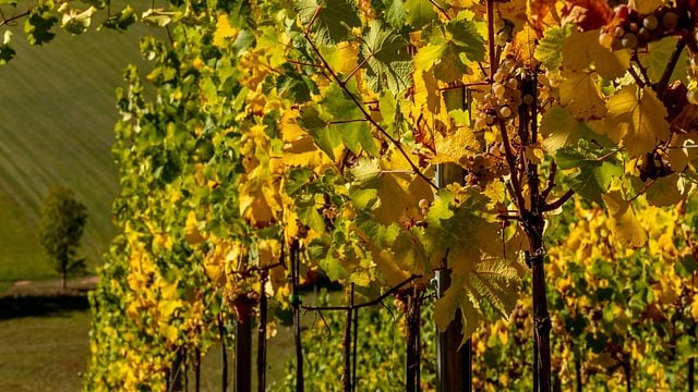 Klassische Weinverkostung und Führung im Margarethenhof - Weingut Weber