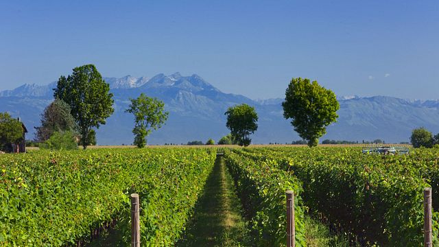 Tour Hemingwine Grand Cru Courmet - Årgångar på baksidan