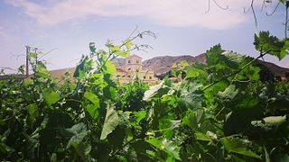 Viñedos Y Bodegas Asensio Carcelén