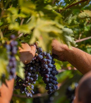 Degustazione di vini a Scriani 