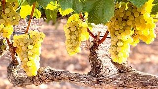 Weinprobe und Führung in der Bodega Pago De Cirsus