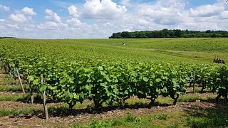 Weintour Villandry, Azay-le-Rideau und Vouvray – ganztägig ab Amboise