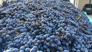 Che bella scoperta di vini alle Tenute Fasoli Lorena