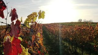 Degustação de vinhos e tour no Weingut Karin Habersack