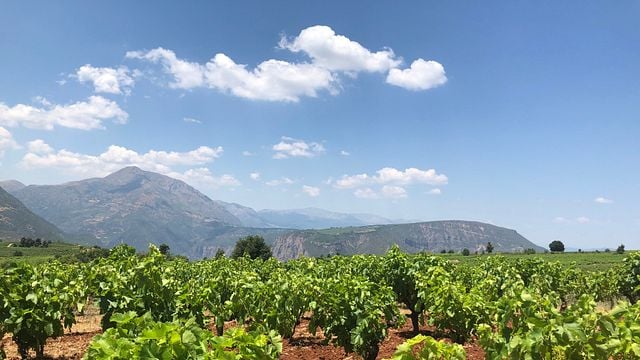 Cata de vinos y visita guiada a la bodega Acheon