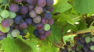 Weinprobe und Besichtigung im Château Les Chaumes