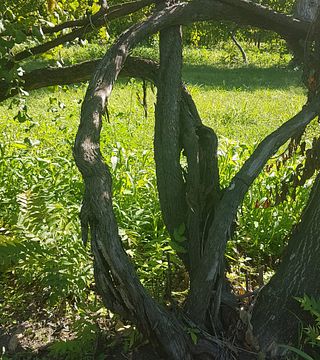 Una storia di 3000 anni fa. Visita uno dei vigneti più antichi del mondo | Cantine Bonaparte 