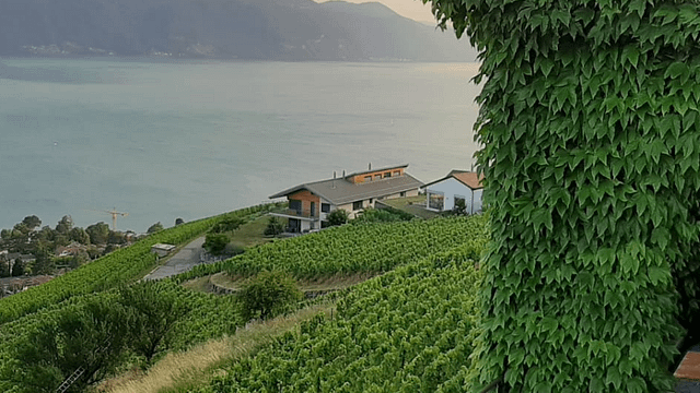 Wine tasting hike  & gourmet picnic from Vevey, Lavaux region