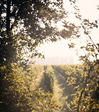 Visita e Degustazione ai Vignobles Bardet 