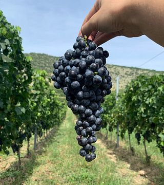 Vinprovning på Rejiji Wines