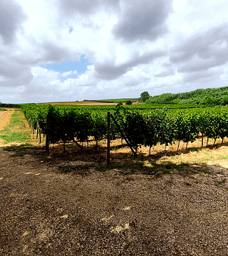 Degustazione vini nella bottaia di Casal De Luca