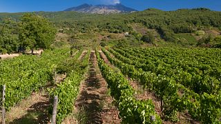 Degustación y almuerzo ligero en Tenuta Monte Gorna