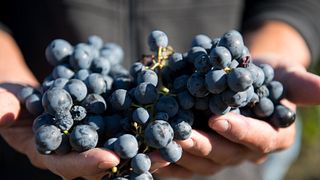 Degustazione di vini e visita allo Château De Gaudou