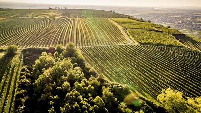 Winery Alois Zimmermann OG