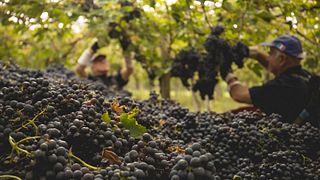 Degustação de Vinhos e Tour na Azienda Agricola Terzini