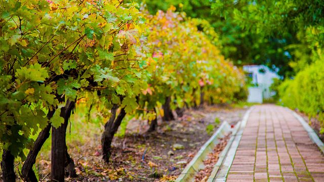 Degustação de vinhos e passeio no Le Manoir De Brendel