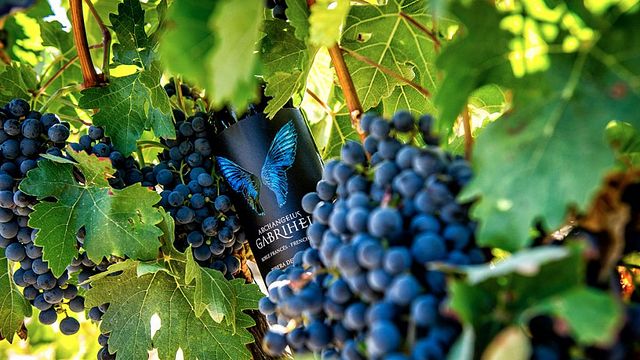 Bodega Astil