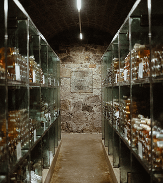 Degustación de Tokaji aszú y visita a bodega.