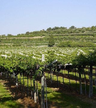 Degustação de vinhos premium no Castellani Michele & Figli